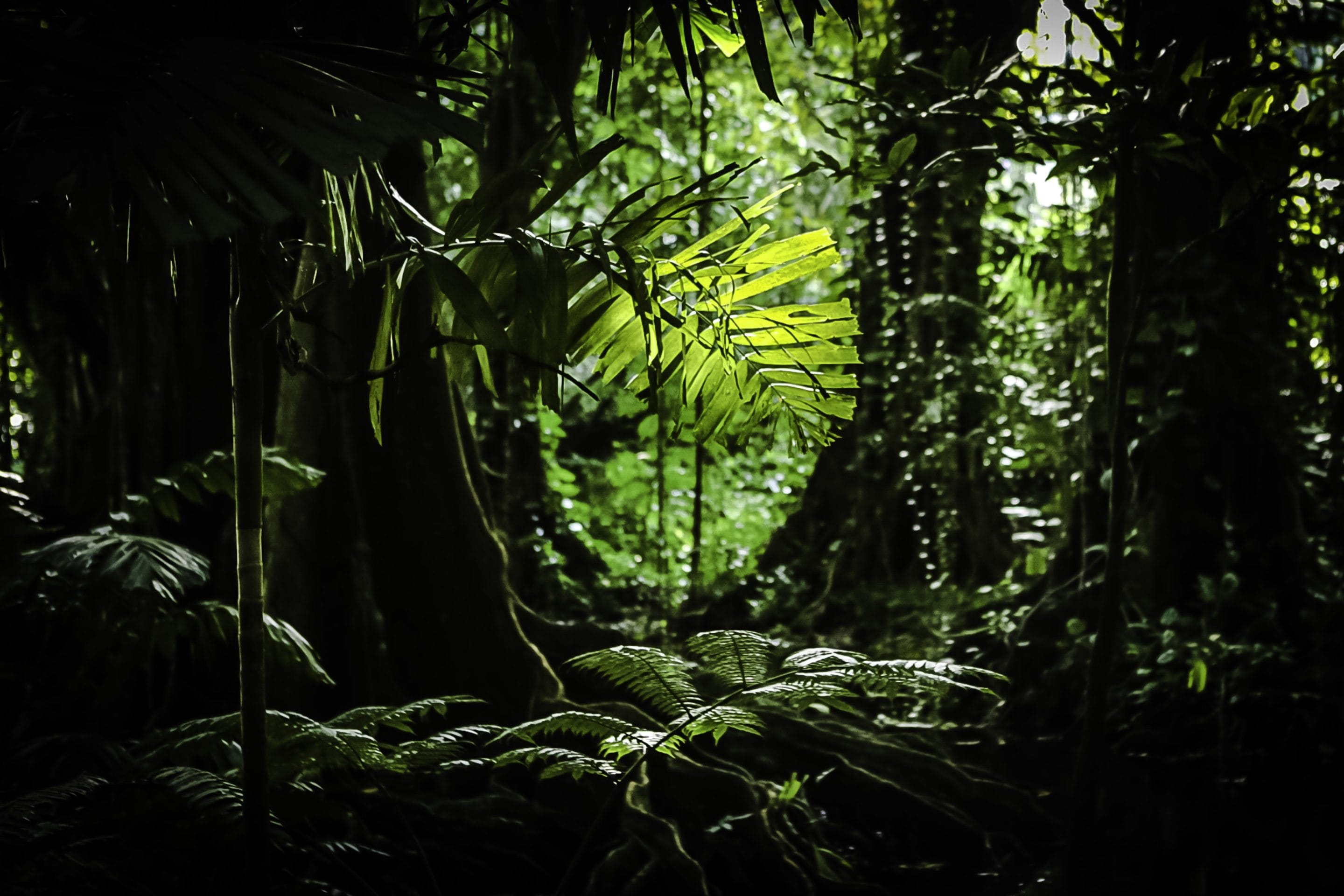 Feuille de Palmier | HM Studio